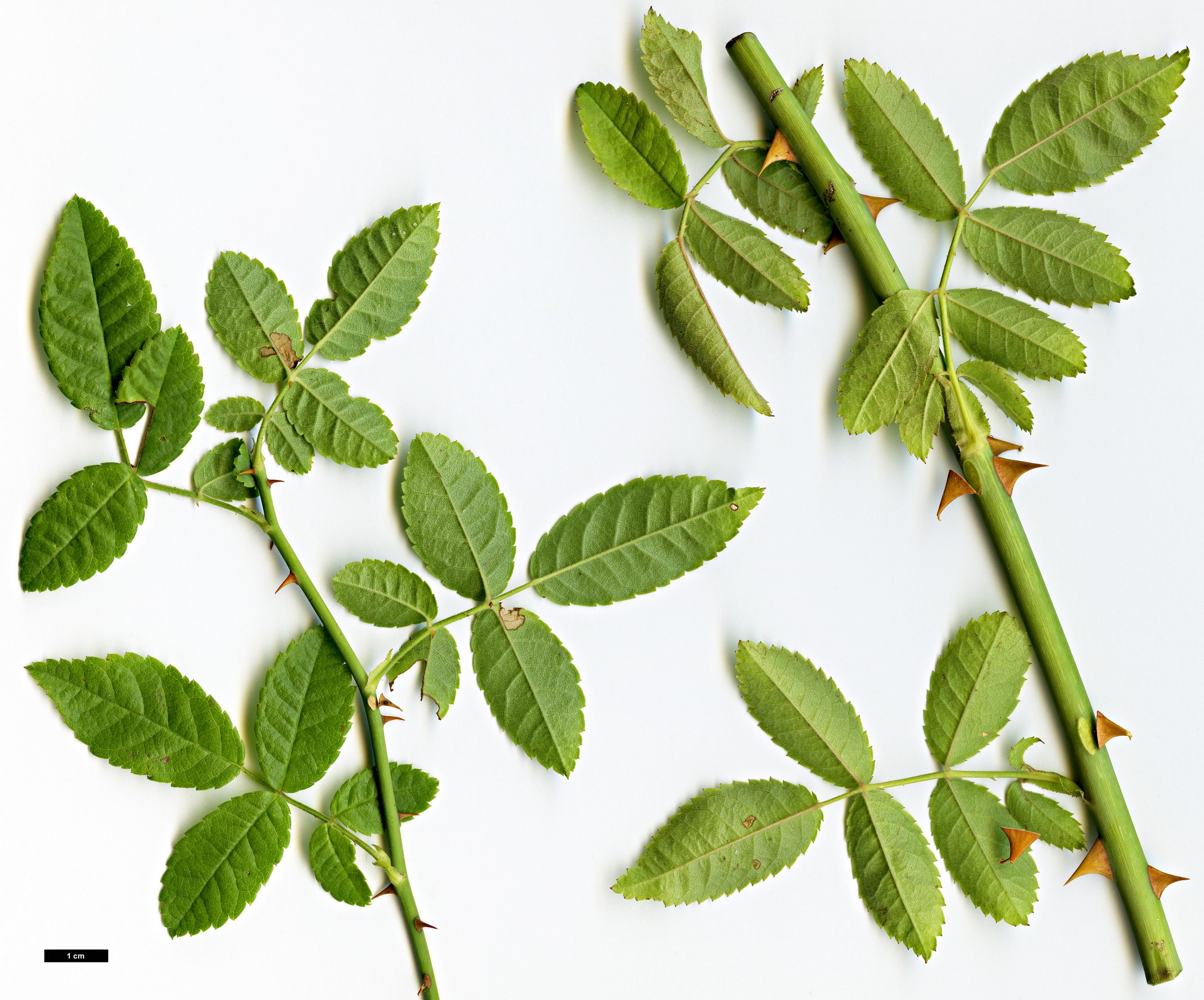 High resolution image: Family: Rosaceae - Genus: Rosa - Taxon: phoenicia High resolution image: Family: Rosaceae - Genus: Rosa - Taxon: phoenicia